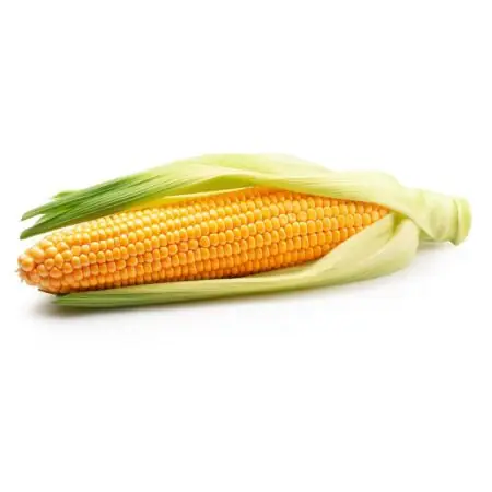 Corn on the Cob with Husk